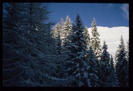 Landschaft im Winter