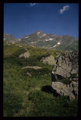 Landschaft im Sommer