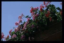 Blumenbalkone