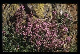 Blumen