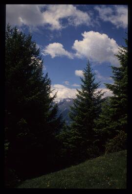 Landschaft im Sommer