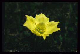 Alpenblumen