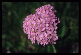 Alpenblumen