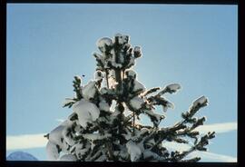 Zweige mit Schnee und Raureif