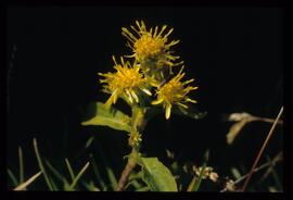 Alpenblumen