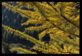 Bäume im Herbst