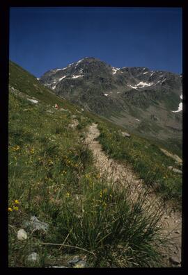 Landschaft im Sommer