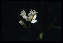 Alpenblumen