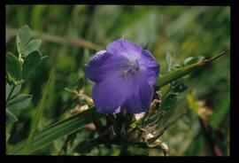 Alpenblumen