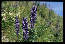 Alpenblumen