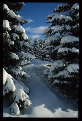 Landschaft im Winter