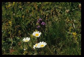 Alpenblumen