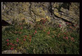 Landschaft im Sommer