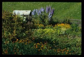 Gartenblumen