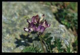 Alpenblumen