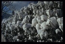 Zweige mit Schnee und Raureif