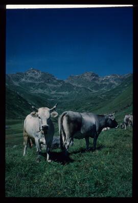 Landschaft im Sommer