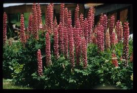 Gartenblumen