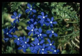 Blumen