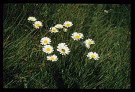 Alpenblumen