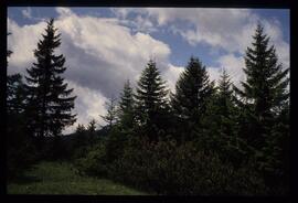 Landschaft im Sommer