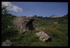 Landschaft im Sommer