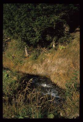 Landschaft im Sommer