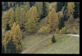 Bäume im Herbst