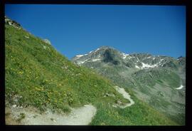 Landschaft im Sommer