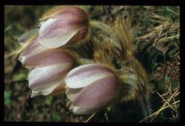 Alpenblumen