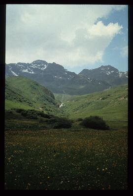 Landschaft im Sommer