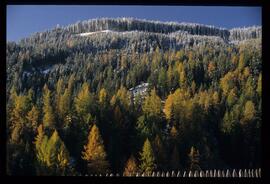 Bäume im Herbst