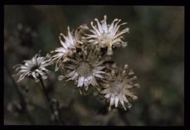 Wiesenblumen