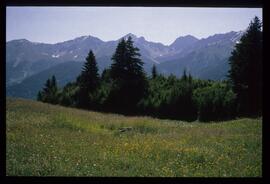 Landschaft im Sommer