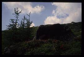 Landschaft im Sommer