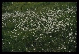 Wiesenblumen