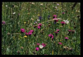 Alpenblumen