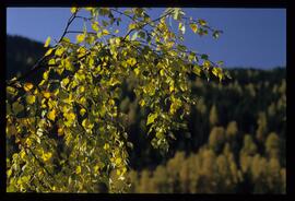 Bäume im Herbst