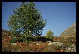 Landschaft im Sommer