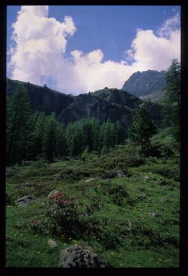 Landschaft im Sommer