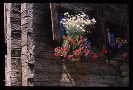 Landschaft im Sommer