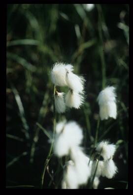 Blumen und Gräser