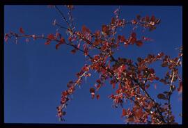 Bäume im Herbst