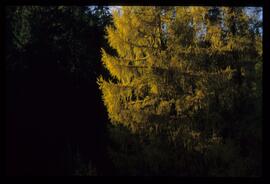 Bäume im Herbst