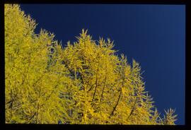 Bäume im Herbst