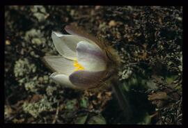 Alpenblumen