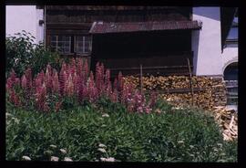 Gartenblumen