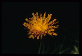 Alpenblumen