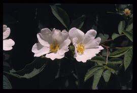 Blumenschmuck