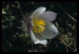 Alpenblumen